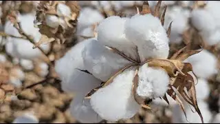 Cotton jassid