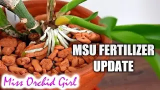 MSU Orchid fertilizer update - Did it burn the roots?
