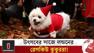 রেসকিউ কুকুরদের জন্য সচেতনতা, লন্ডনে অভিনব &lsquo;ডগ প্যারেড&rsquo; | Dog Parade London | Independent TV