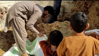 Wheat Straw for Cattle Feed | Wheat Straw for cow |  Wheat Straw storage