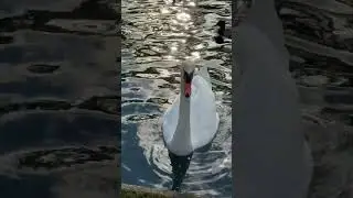 Mute Swan Bathed in Early Morning Sunlight 🦢🌅