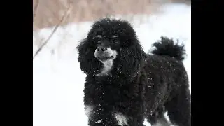 Hammy - Toy Poodle from SwissRidge kennels.