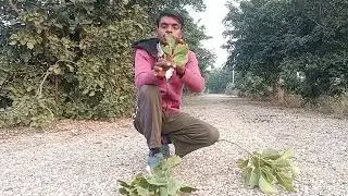 My fast vlogs #tree games 