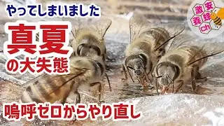 女王蜂は生存。巣落ち防止棒の中央部でも巣板が落下。曇り空でも真夏の採蜜はもうしない!
