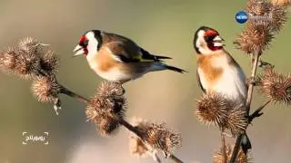 Reportage the Goldfinch Bird -le Chardonneret- by  Fethi LEMEHANNET