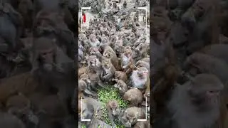 Funny Monkey | Monkey eating | Monkey play | Monkey show | SRKH Monkey