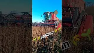 #soybean #harvest #caseih #axialflow #combine #farming #agriculture #farm