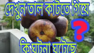 Palm Cutting and Eating TALSAS - Fruit from Toddy palm Plant | Palm 🌴