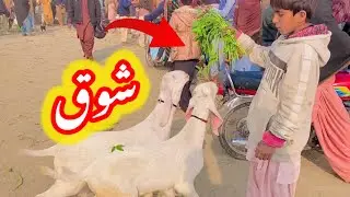 Pakistani goats🐐/atawar mendi dg khan/village life with javed