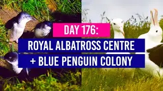 DAY 177 🐧 Royal Albatross Centre + Dunedin Blue Penguin Colony - New Zealand Travel