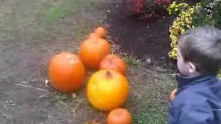 Jonathan picking out a pumpkin