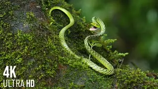Snakes many species 4K - Beautiful images and sounds