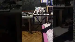 Cat Playing Horrifying Music on Synthesizer || ViralHog