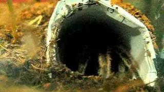 tarantula eats cricket