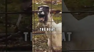 Goat is THE GOAT!!!!!!! 🐐 #goat #meme #mvp