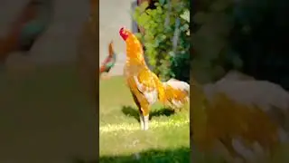 #rooster #cockfight #poultry #chickenlover #roosterfight #farmanimals #desichicken #heavymurga