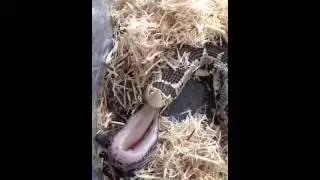 Eryx conicus parturition