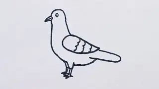 how to draw a dove easy step by step // bird drawing easy