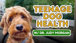 Uncover The Real Truth Behind Adolescent Dog Nutrition: Dr. Judy Morgan Debunks The Myths!
