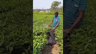 battery tea harvester machine | tea cutting machine #cuttingmachine #farming #agriculture #reels