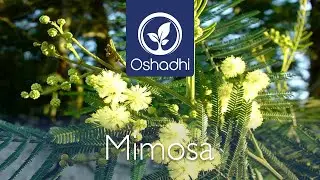 Mimosa / Acacia (Acacia farnesiana) | Essential-Oil-Plant Portrait by Dr. Malte Hozzel