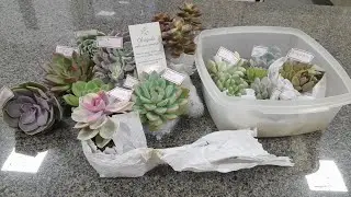 Meu pedido do jardimeArtesuculentas amei amei 