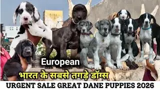 😱 Great Dane Puppy for Sale in India 2026 | Cheapest Price | Heavy Bone | Cash 💵 on Delivery 🐶