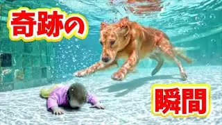 【感動】人への愛情！人を救った奇跡の動物達の物語！