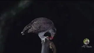 Wild Life Videos - Barred Eagle owl
