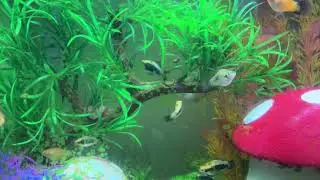 Fish swimming 8