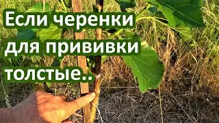 Как привить шелковицу толстым черенком / Результат на  18.06.2023