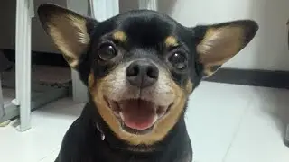 Our sweet Muchay, run free in heaven 🥺🐶😇