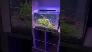 The Best Aquascapes I've Seen at the Aqua Lounge 🌱