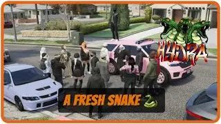 Hydra Has Acquired A New Exciting Member | Nopixelclips | Nopixel 4.0 | GTARP | Besties | Manor |