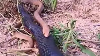 🐍🐍🐍Unexpected Battle, Eastern indigo snake attacks Python from behind!