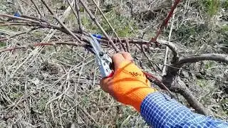 Grapevine pruning using the Guyot method