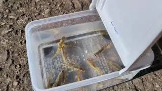 小物釣り🐟＆日向ぼっこ☀️2026/01/12/MO🎍今年もよろしくお願いします🙏