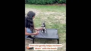 Puppy begins training! 🥰