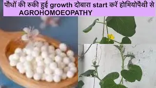 AGROHOMOEOPATHY FOR PLANT GROWTH. Homeopathic medicine for slow plant growth.