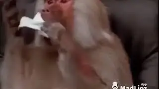 Monkey eating paper after ripping it out of a 📖