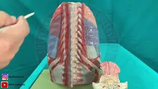Pectoral Bölge Kasları 2 Laboratuvar ve Teorik Dersi