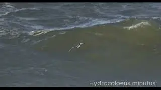 Great day of Seawatching  . Peniche , Portugal 06.11.2023