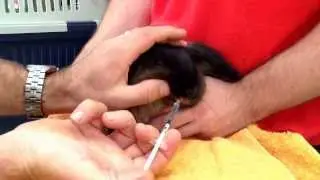 How to give a rabbit liquid oral medication by syringe