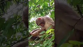 Monkey Sleeping 😴😴 #youtube #subscribe #youtuber