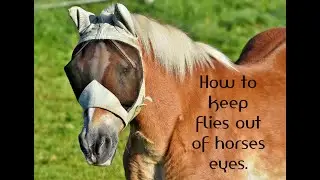 Our Favorite Fly Control Products for Horses