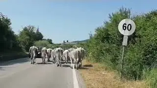Transumanza 18 giugno 2023