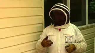 Yellow Jackets in my wall
