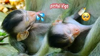 Pitiful poor adorable skinny baby wildlife Vigo, still tired but trying hard to drink much milk