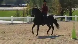 Test Ride Paso Fino