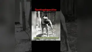 Собака, о которой стоит упомянуть: Джессап и чемпион OTK'S Спитфайр # #спортивныесобаки #питбуль ...
